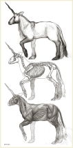 Unicorn Orthographics